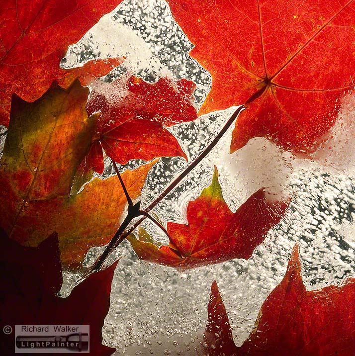 Autumn Leaf In Ice #12, Richard Walker, light painting photography, long time exposure, macro photography, studio portrait, Hosemaster Lighting System, medium format photography, Fujifilm GX680 camera