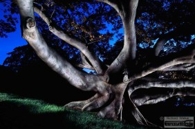 Moreton Bay Fig, Centennial Park Sydney, light painting photography, time exposure, landscapes at dusk,
