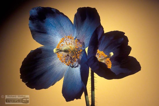 Meconopsis, Poppy, studio portrait of flowers, floral portraits, light painting photography, Hosemaster Light Painting System, long time exposure
