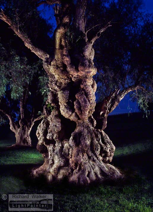 Ancient Pepper Tree